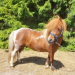 Snygg Minishetlandshingst