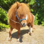 Snygg Minishetlandshingst - Bild 3