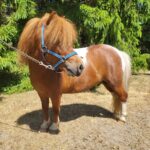 Snygg Minishetlandshingst - Bild 5