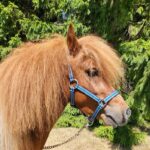 Snygg Minishetlandshingst - Bild 6
